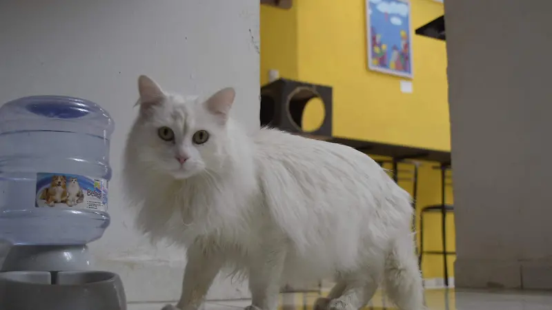Gatos, conejos, gallos y perros son utilizados para rituales en Día de Muertos y Halloween 3
